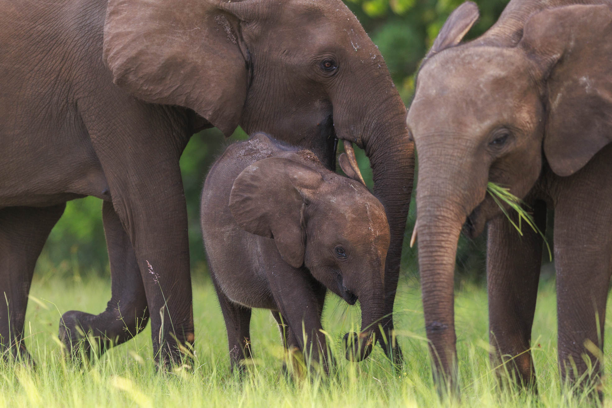 Éléphants de forêt à Loango