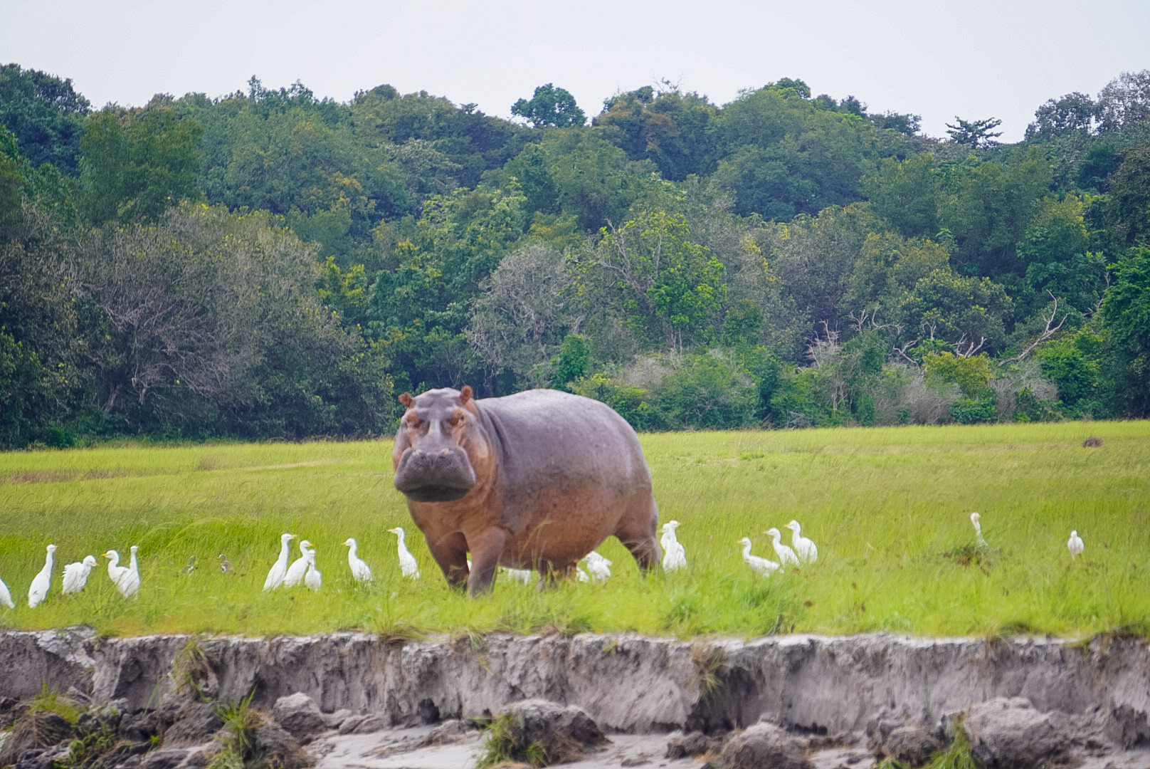 Hippopotames sur la Nyanga