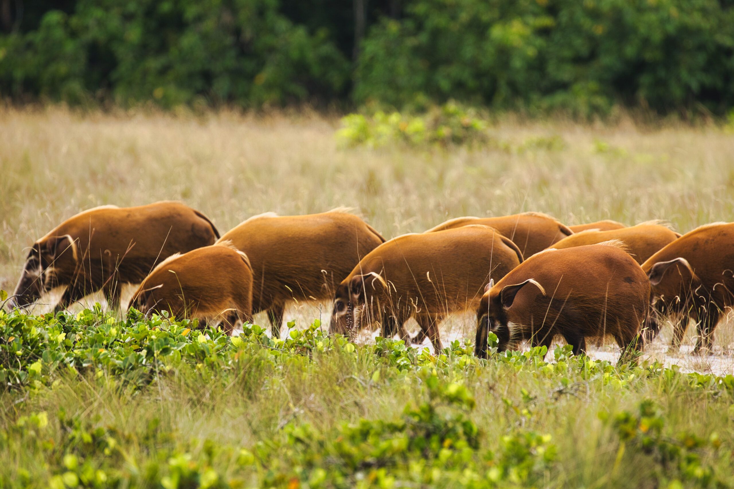 Le parc national de Loango